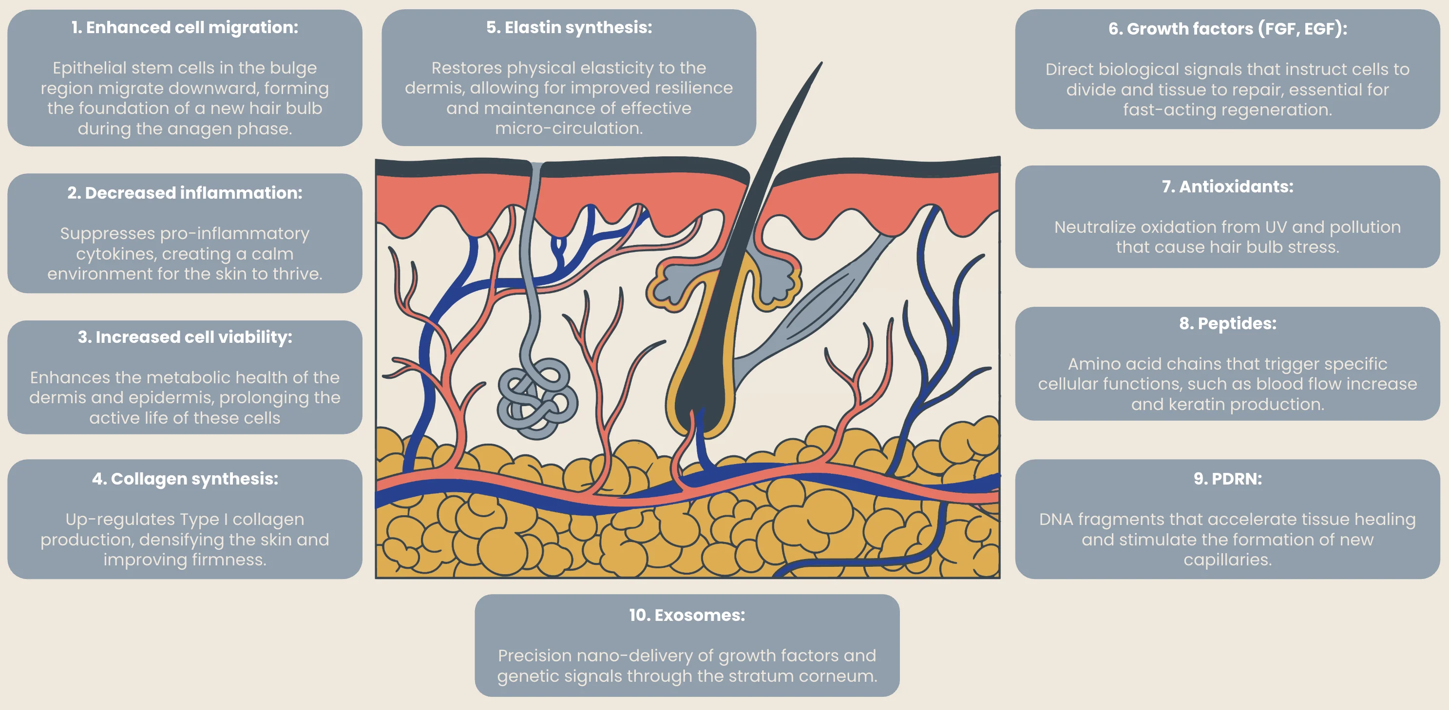 Diagram showing how MCC supports healthy skin and hair through its full spectrum of bioactive molecules